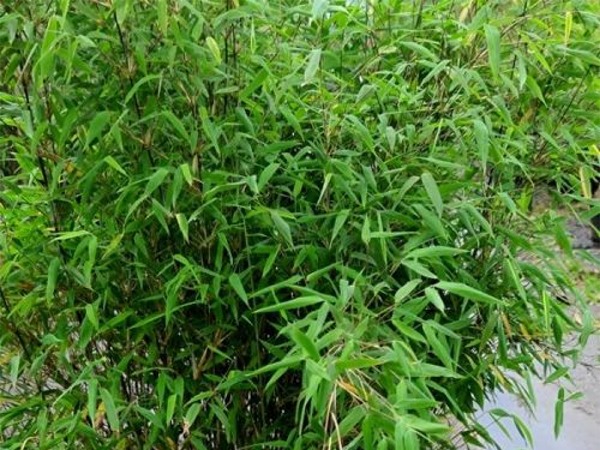 fargezja-lsniaca-great-wall-sadzonki-6 Fargezja lśniąca (fargesia) GREAT WALL - sadzonki w doniczkach