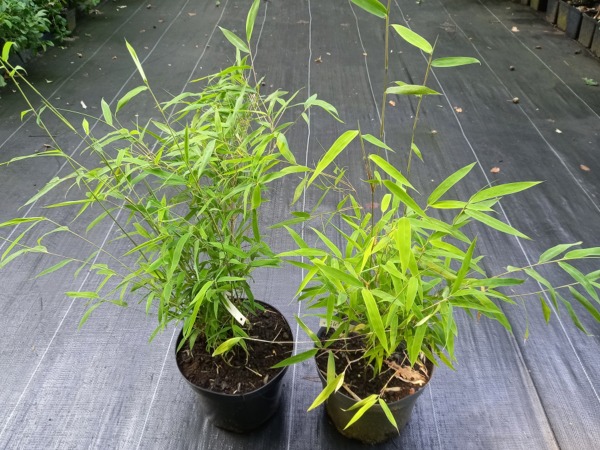 fargezja-lsniaca-great-wall-sadzonki-c3 Fargezja lśniąca (fargesia) GREAT WALL - sadzonki w doniczkach C3