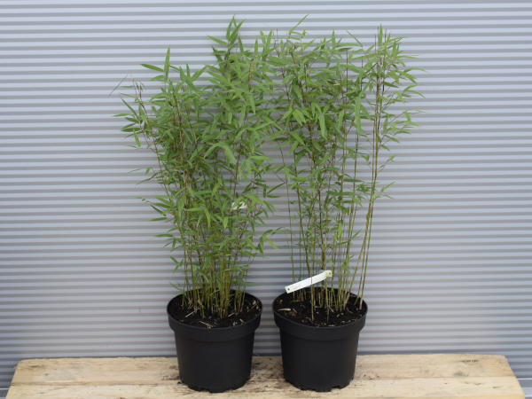 Fargezja północnosyczuańska GENF - sadzonki w doniczkach C3