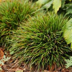 Kosmatka owłosiona IGEL - sadzonki w doniczkach