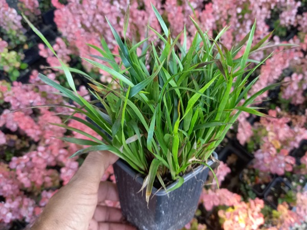 kosmatka-owlosiona-igel-sadzonki-p9 Kosmatka owłosiona IGEL - sadzonki w doniczkach P9