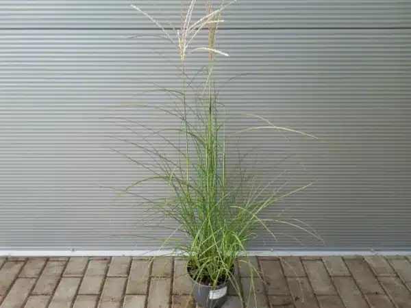 Miskant chiński FERNER OSTEN - sadzonki w doniczkach C3