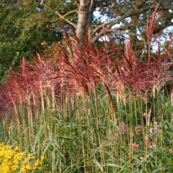 Miskant chiński MALEPARTUS - sadzonki w doniczkach