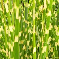 Miskant chiński STRICTUS - sadzonki w doniczkach