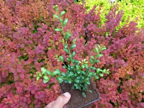 Ostrokrzew karbowanolistny CONVEXA - sadzonki w doniczkach P9