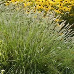 Sesleria jesienna - sadzonki w doniczkach