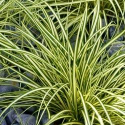 Turzyca oszimska EVERGOLD - sadzonki w doniczkach