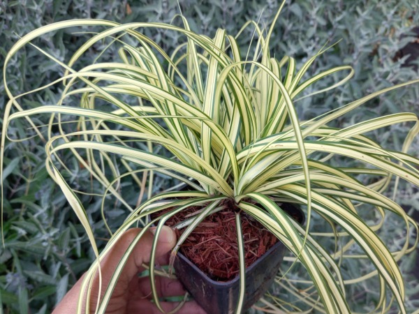 Turzyca oszimska EVERGOLD - sadzonki w doniczkach P9