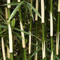 Fargezja olbrzymia (fargesia) CAMPBELL - sadzonki w doniczkach