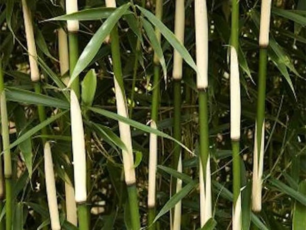 fargezja-olbrzymia-fargesia-campbell-sadzonki-3 Fargezja olbrzymia (fargesia) CAMPBELL - sadzonki w doniczkach