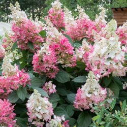 Hortensja bukietowa PINK DIAMOND - sadzonki w doniczkach