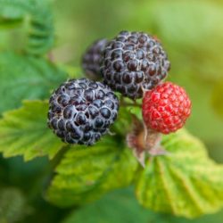 Malina czarna BLACK JEWEL - sadzonki w doniczkach