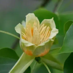 Tulipanowiec chiński - sadzonki