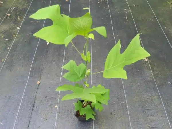 Tulipanowiec chiński - sadzonki w doniczkach P11