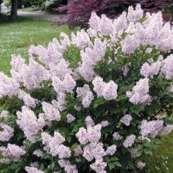 Lilak koreański MISS KIM - sadzonki w doniczkach