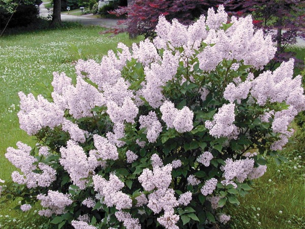 lilak-koreanski-miss-kim-sadzonki-1 Lilak koreański MISS KIM - sadzonki w doniczkach