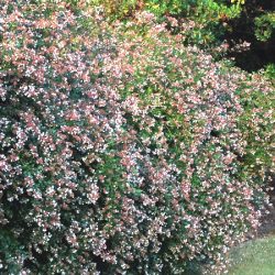 Abelia EDWARD GOUCHER - sadzonki w doniczkach