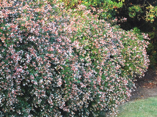 abelia-edward-goucher-sadzonki-4 Abelia EDWARD GOUCHER - sadzonki w doniczkach