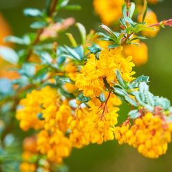 Berberys Frikarta TELSTAR - sadzonki w doniczkach
