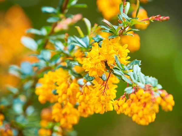 berberys-frikarta-telstar-sadzonki-3-cc Berberys Frikarta TELSTAR - sadzonki w doniczkach