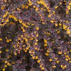 Berberys ottawski SUPERBA - sadzonki w doniczkach