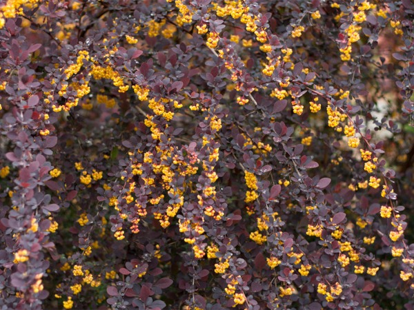 berberys-ottawski-superba-sadzonki-2-cc Berberys ottawski SUPERBA - sadzonki w doniczkach