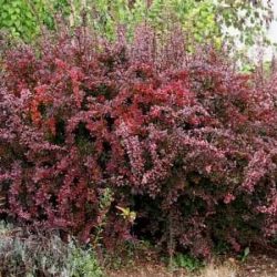 Berberys thunberga ATROPURPUREA - sadzonki w doniczkach