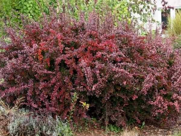 berberys-thunberga-atropurpurea-sadzonki-7 Berberys thunberga ATROPURPUREA - sadzonki w doniczkach