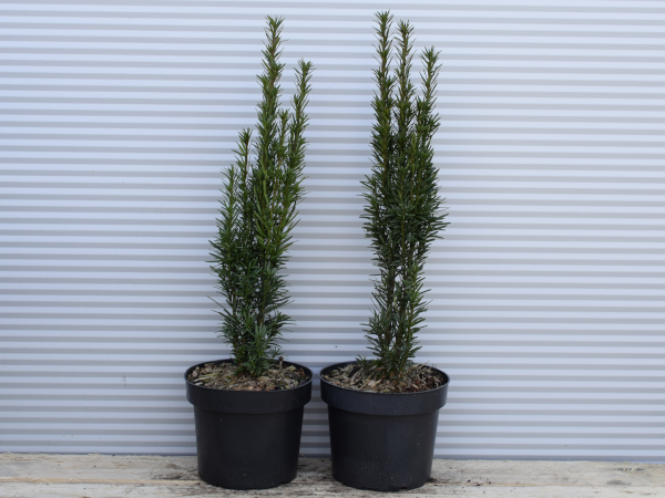 cis-pospolity-fastigiata-robusta-c2 Cis pospolity FASTIGIATA ROBUSTA - sadzonki w doniczkach C2