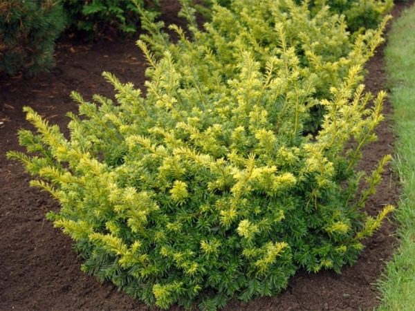 cis-pospolity-semperaurea-sadzonki-2 Cis pospolity SEMPERAUREA - obrazek 1