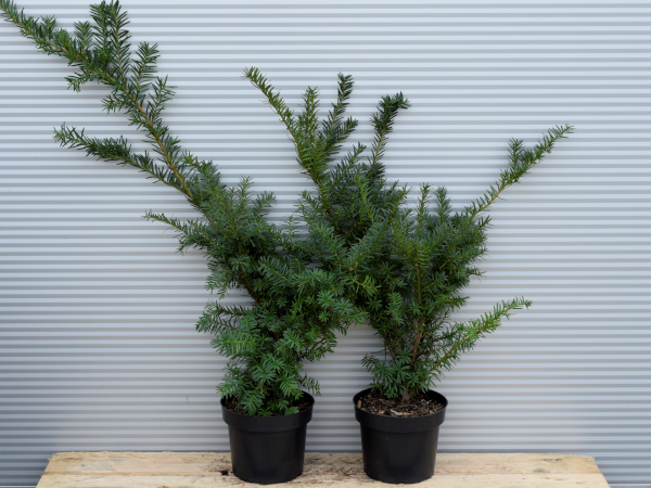 cis-posredni-densiformis-c3 Cis pośredni DENSIFORMIS - sadzonki w doniczkach C3