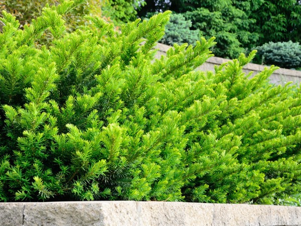 cis-posredni-densiformis-sadzonki-1-cc Cis pośredni DENSIFORMIS - obrazek 1