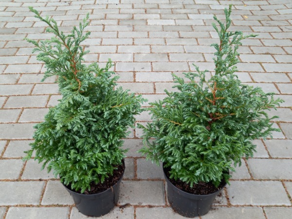 Cyprysik groszkowy BOULEVARD - sadzonki C3