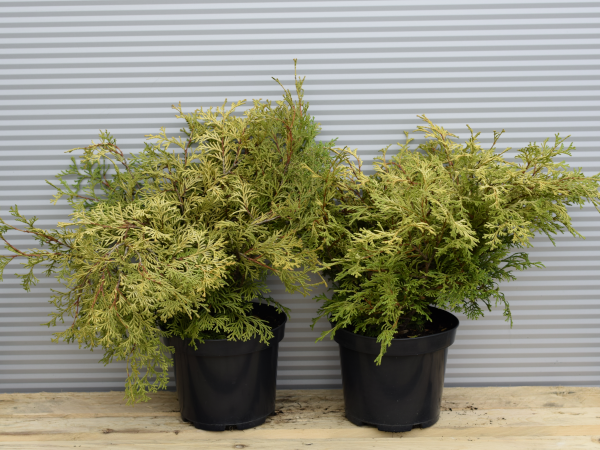 Cyprysik japoński KAMARACHIBA - sadzonki w doniczkach C2