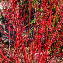 Dereń biały SIBIRICA - sadzonki w doniczkach
