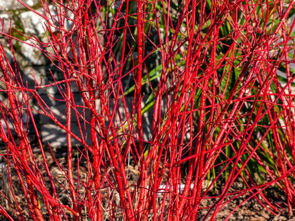 deren-bialy-sibirica-sadzonki-5-cc Dereń biały SIBIRICA - sadzonki w doniczkach
