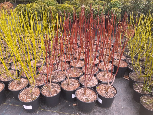 deren-bialy-sibirica-sadzonki-c3 Dereń biały SIBIRICA - sadzonki w doniczkach C3