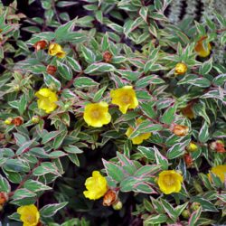 Dziurawiec Mosera TRICOLOR - sadzonki w doniczkach