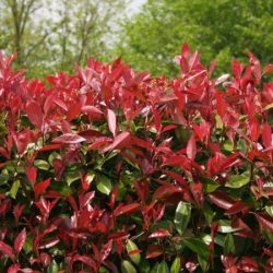 Głogownik Frasera LITTLE RED ROBIN - sadzonki w doniczkach