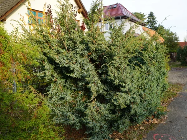 Jałowiec chiński BLUE ALPS - sadzonki