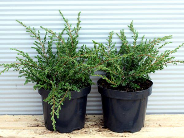 Jałowiec pospolity REPANDA - sadzonki w doniczkach C3