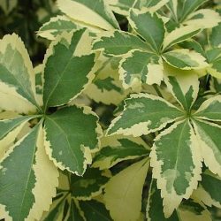 Kolcosił Siebolda VARIEGATUS - sadzonki w doniczkach