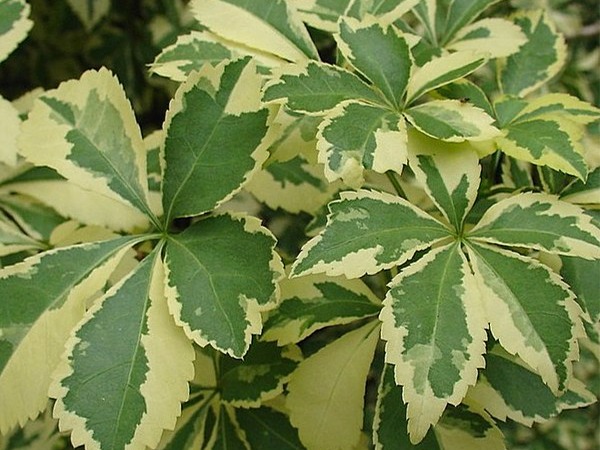 kolcosil-siebolda-variegatus-sadzonki-4 Kolcosił Siebolda VARIEGATUS - sadzonki w doniczkach