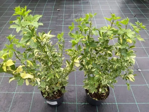 kolcosil-siebolda-variegatus-sadzonki-c2