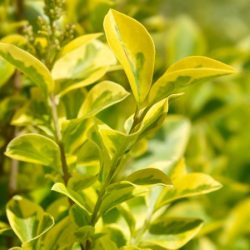 Ligustr VICARYI - sadzonki w doniczkach