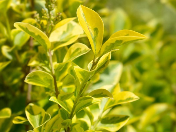 ligustr-vicaryi-sadzonki-4-cc Ligustr VICARYI - sadzonki w doniczkach