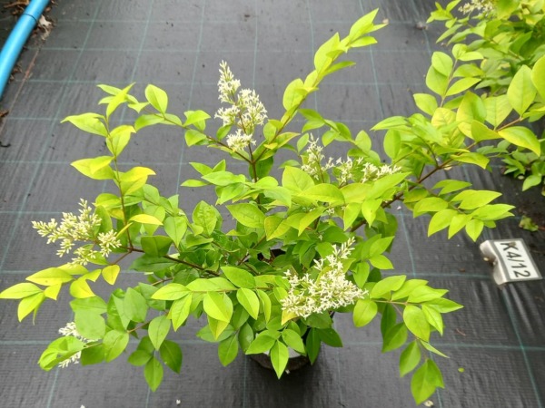 ligustr-vicaryi-sadzonki-c2 Ligustr VICARYI - sadzonki w doniczkach C2