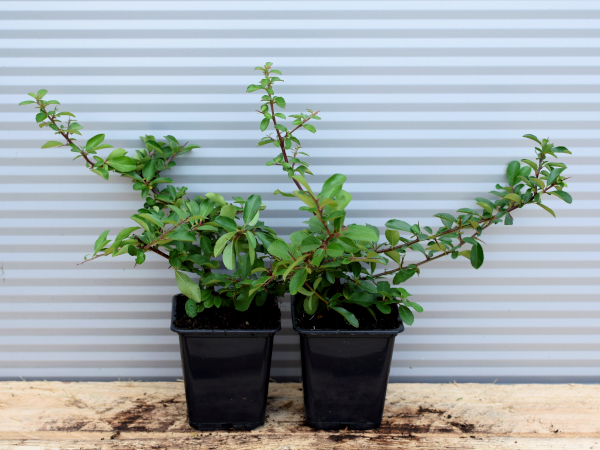 Ognik szkarłatny ORANGE GLOW - sadzonki w doniczkach P9