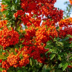 Ognik szkarłatny ORANGE GLOW - sadzonki w doniczkach