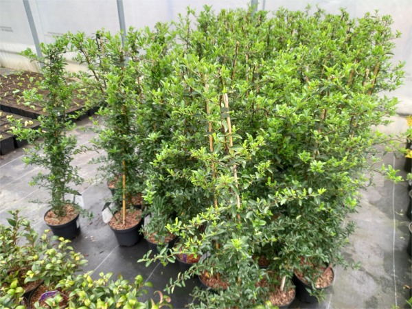 ognik-szkarlatny-orange-glow-sadzonki-c2 Ognik szkarłatny - sadzonki w doniczkach C2